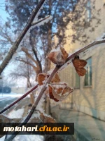 اسامی برگزیدگان مسابقه عکاسی «جشنواره زمستانی» 4