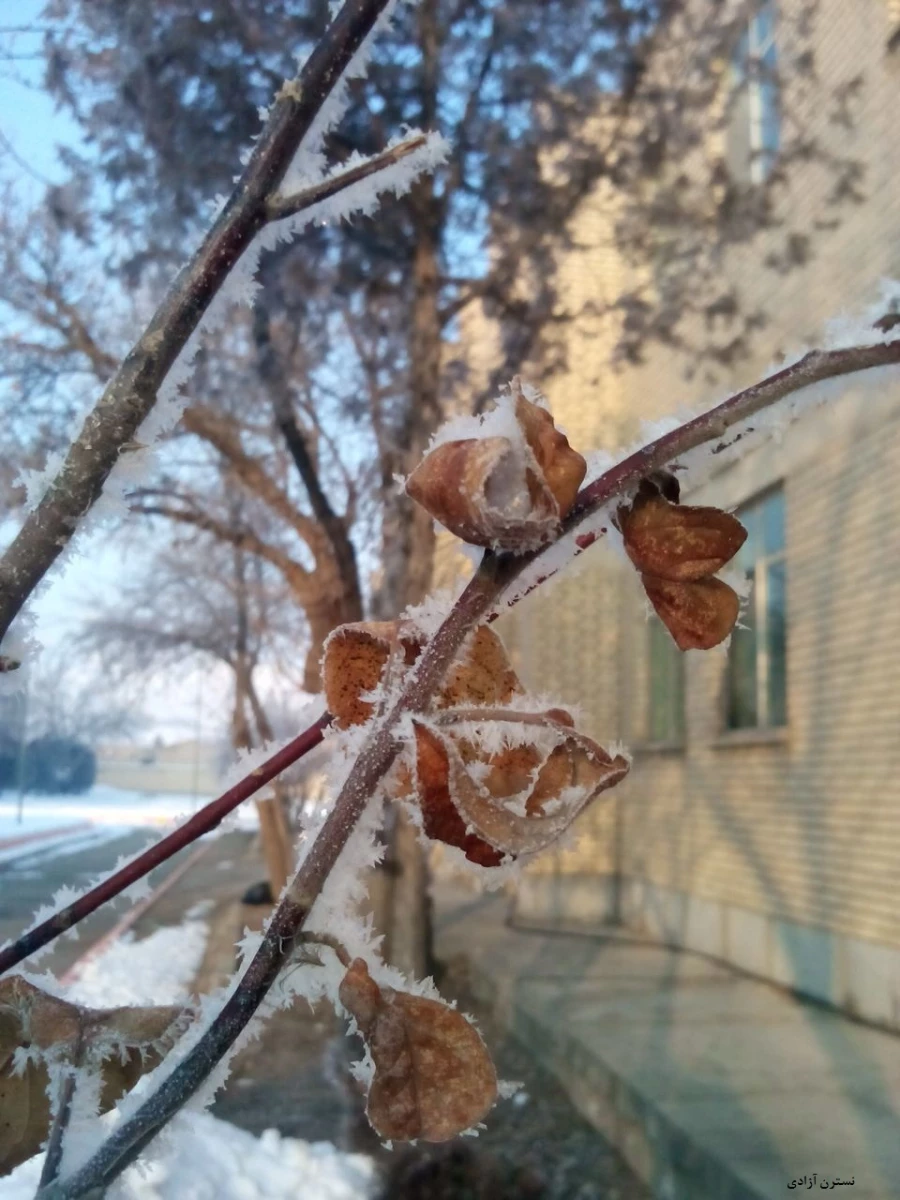 اسامی برگزیدگان مسابقه عکاسی «جشنواره زمستانی» 4