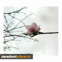 کیمیا صالحی