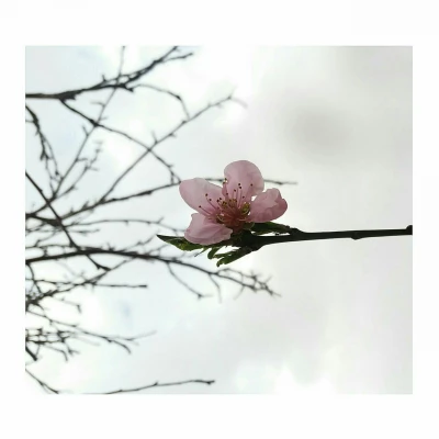 کیمیا صالحی