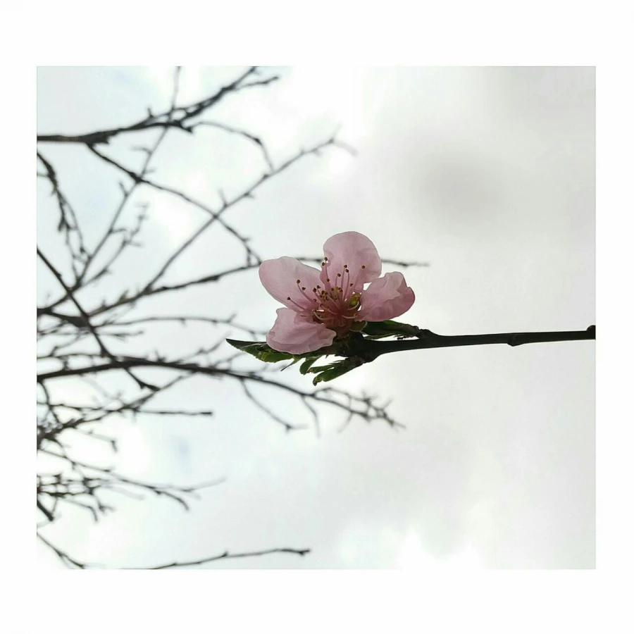 کیمیا صالحی